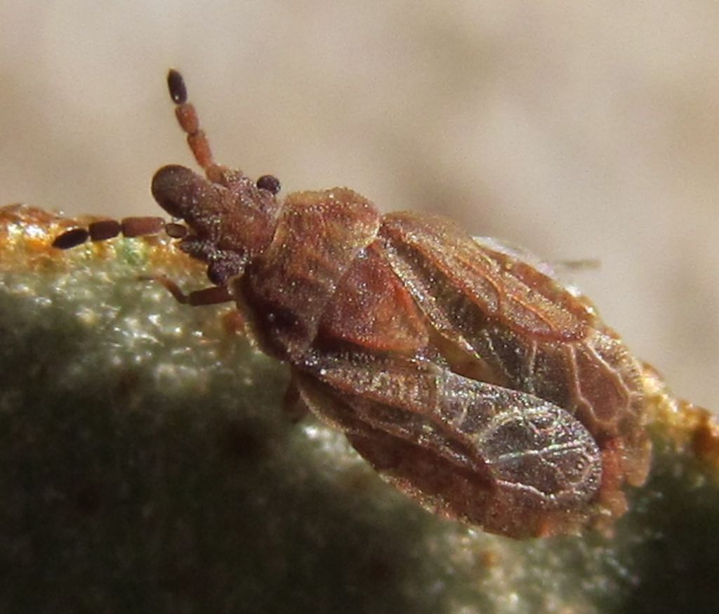 Aradidae:Aradus cinnamomeus